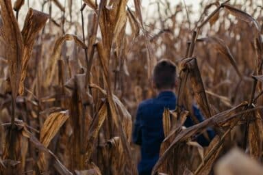 A child walks through a cornfield, flanked by towering corn plants illustrating the .